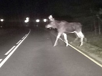 Водителей на адекватность теперь проверяют лоси Куршской косы