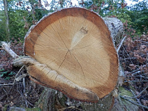 В Чкаловске бывший контрактник ответит за упавшее на рядового дерево