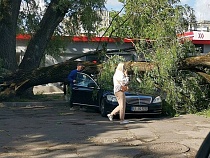 У SPAR в Калининграде дерево упало на машину из Германии