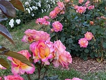 Орда порезала розы в Зеленоградске