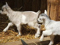 Зеленоградским аграриям из-за АЧС предлагают заменить свиней на коров и коз 