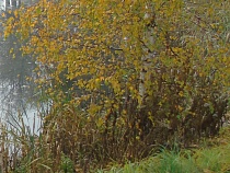 Пятидесятилетний житель Москвы приехал в Калининградскую область поохотиться без соответствующих документов