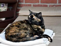 Калининградская область в ТОП-5 регионов с самой дорогой стоимостью отопления