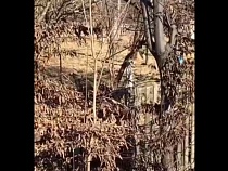 Зверство: у станции в Светлогорске повесили собак