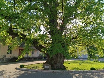 В Ладушкине забили тревогу об угрозе вырубки 800-летнего дуба