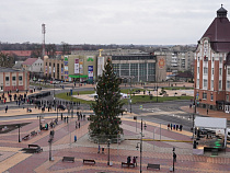 В Гусеве поставили настоящую ёлку (фото)