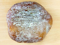 На Балтике нашли огромный янтарь и назвали его в честь героя Олимпиады