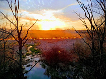 На юге Калининграда произошёл большой пал травы (видео)