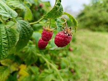 Пенсионер придумал способ торговать гнилой малиной в Калининграде