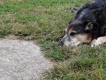 Вынужденная лечиться от бешенства калининградка отсудила 25 тысяч рублей