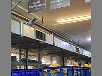 Голуби клюют «Русский хлеб» прямо на заводе