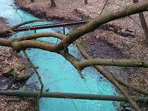 Парковый ручей в Калининграде стал бирюзовым