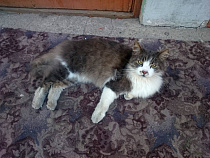 Полиция разыскала кошек, прятавшихся под ванной