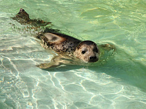 Калининградский зоопарк впервые выпустит в Балтийское море двух тюленей