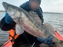 Калининградская область захлёбывается бешеным клёвом судака