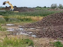 В Озёрском районе ковшами зарывают горы картошки