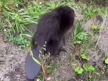 В Зеленоградске мужчина стал гидом бобра