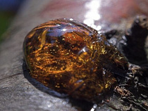 Янтарный комбинат продал на бирже нерезиденту лот янтаря за 120 млн рублей