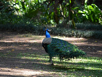 В зоопарке Калининграда павлин напал на двухлетнего мальчика