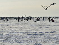 Рыбаки на Куршском заливе вновь пошли на риск