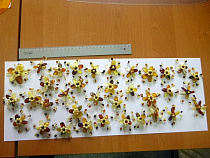 У пассажира поезда «Калининград – Москва» нашли 26 кг янтарных украшений