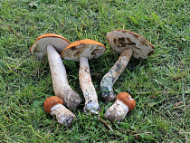 Двух женщини, заблудившихся в лесу в Полесском районе, нашли