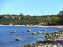 В Приморье коммунальщики Бондаренко легализовали вырубку сотен берёз