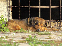 В Калининграде собака оторвала голову козе