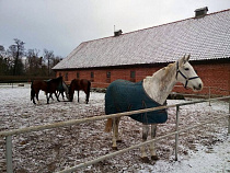 ДТП под Янтарным: сбитая лошадь и лобовое столкновение