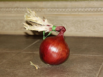 Лук-севок без сертификата вернули в Литву 