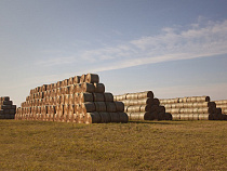 «Калининградская мясная компания» увеличила объем заготовки кормов для КРС до 120 тыс. тонн