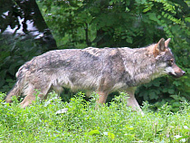 На границе с Польшей задержали россиянина со шкурой редкого волка