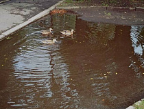 В огромной луже в микрорайоне Космодемьянского завелись утки (видео)