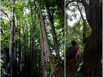 Власти решили поставить под охрану “последних солдат Вермахта”