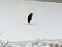 Это существо вводит в ступор подходящих ко льду жителей Калининграда