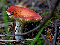 Калининградец купил грибы с глюками за криптовалюту