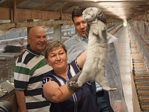 Губернатор пообещал обсудить доставку норок в Калининград самолетом