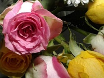 В Калининградскую область из Евросоюза заразную красоту везут массово