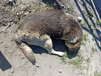 В Калининграде накажут наехавшего на собаку Балбеса водителя