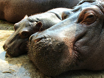 В Калининградском зоопарке пройдет первый детский книжный фримаркет