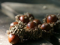 На Куршской косе соберут желуди