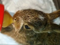В Гурьевском районе добровольцы чудом спасли от смерти трёх зайчат
