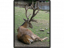 В Калининградской области разрешат отстрелить 23 благородных оленей