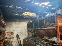 Под Светлым в страшных муках погибли кролики