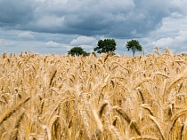 Пшеница из Багратионовского района оказалась отравленной пестицидами