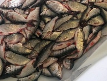 «Мелочи не было»: в Калининградской области назвали место клёва жирной рыбы