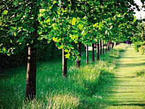 В Калининградской области пересчитали редкие деревья