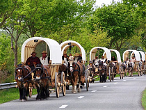 «Титаны в пути»: из Брюка в Калининград прибудет поход на лошадях-тяжеловозах
