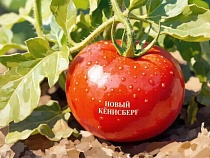В Калининграде признали недозволенным томат «Новый Кёнигсберг»
