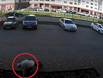 Калининградец застал пенсионерку за открытым воровством цветов